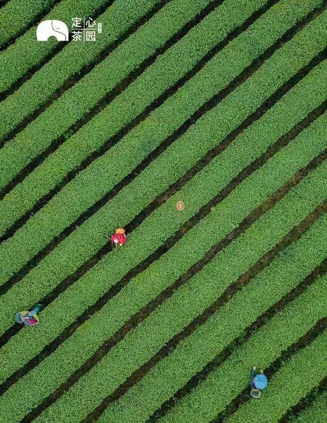 茶园区块链(区块茶场app)